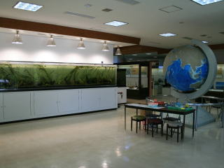ミヤコタナゴ生態展示水槽