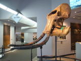 マンモスの頭骨化石