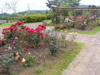 小さな庭の見本園のバラ