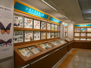 標本展示室