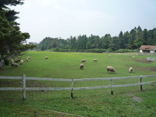 羊の放牧場