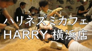 ハリネズミカフェ HARRY 横浜店