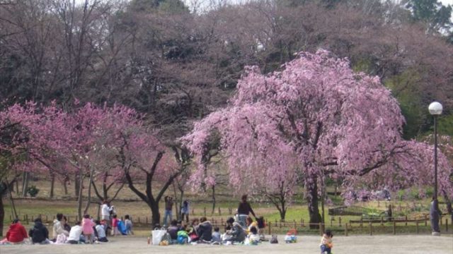 三ツ池公園の桜