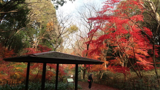 四季の森公園の紅葉