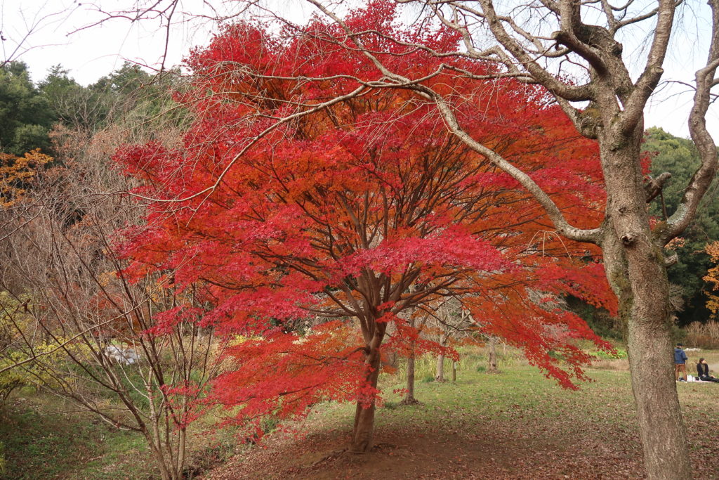 四季の森公園の紅葉