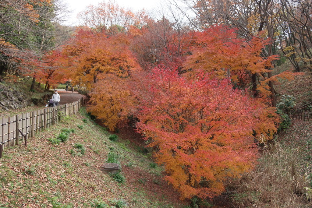四季の森公園の紅葉