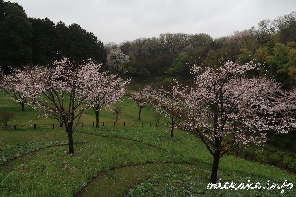 里山ガーデンの大花壇の桜