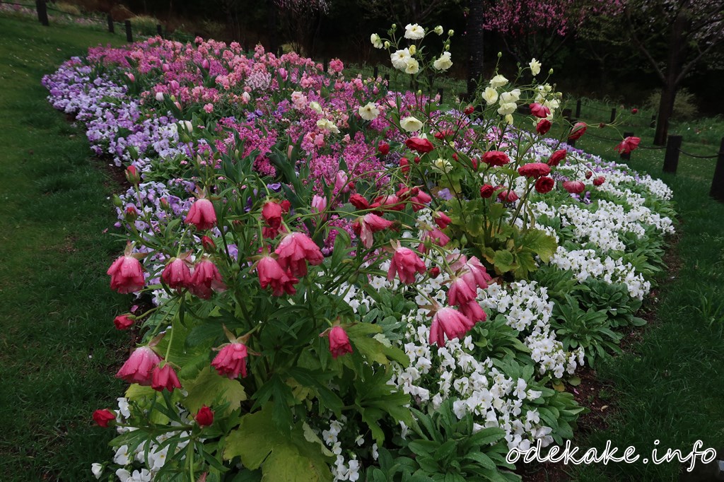 里山ガーデンの大花壇の様々な花々