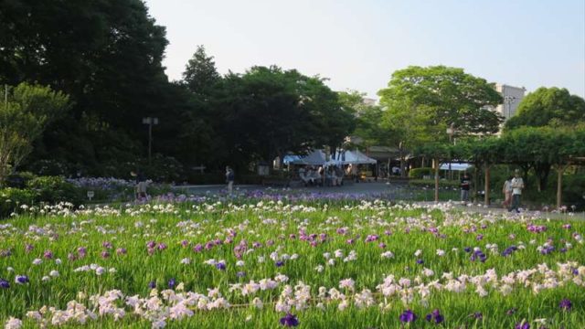 横須賀しょうぶ園