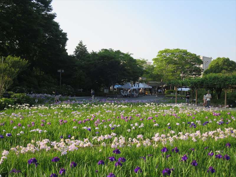 横須賀しょうぶ園