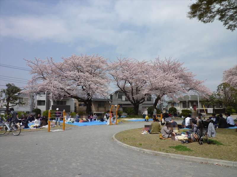 園内の桜の木