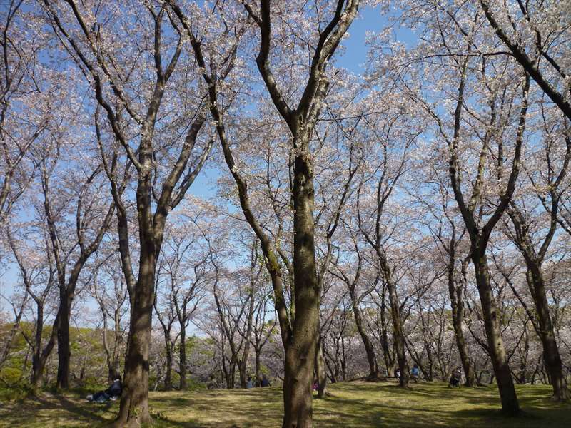 桜の木 （桜山）